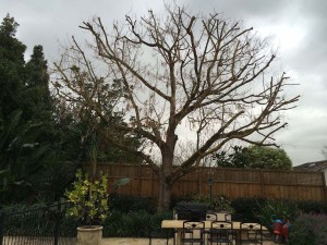 Tree Shaping Melbourne  